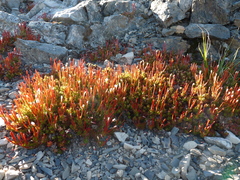 Epilobium rubro-marginatum