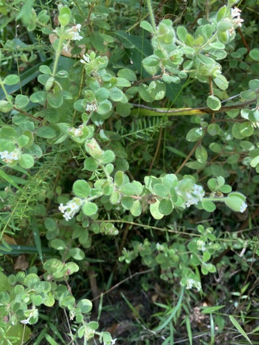 Pimelea altior, photograph 1