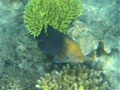 Hemiglyphidodon plagiometopon