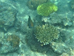 Hemiglyphidodon plagiometopon