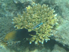 Hemiglyphidodon plagiometopon