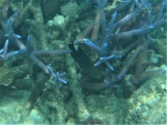 Hemiglyphidodon plagiometopon