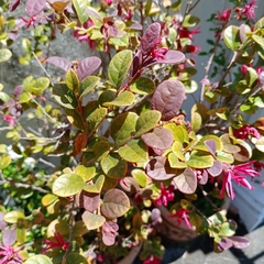 Loropetalum