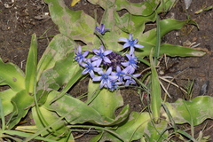 Scilla peruviana