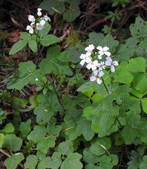 Cardamine angulata