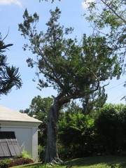 Juniperus bermudiana