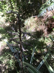 Gastrodia cunninghamii