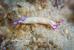 Hypselodoris violabranchia