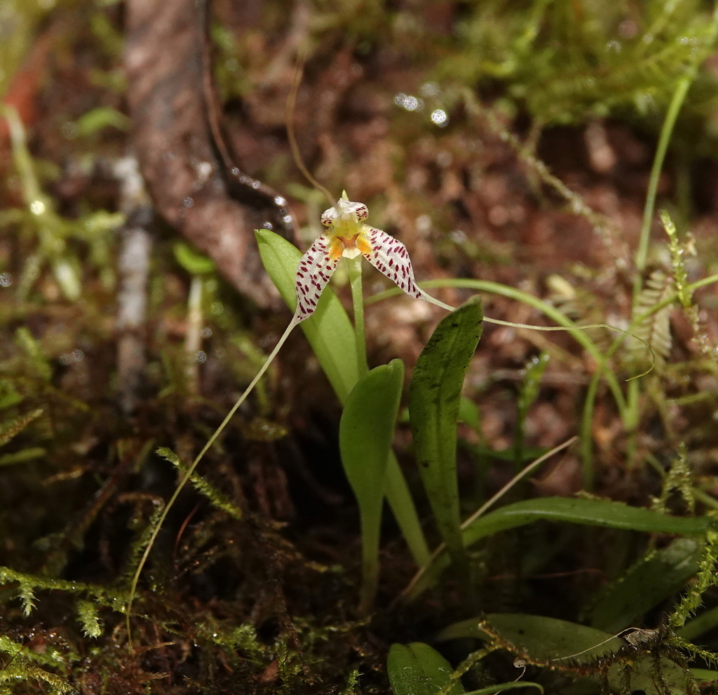 Masdevallia picturata