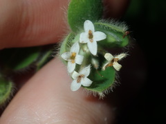 Pimelea altior