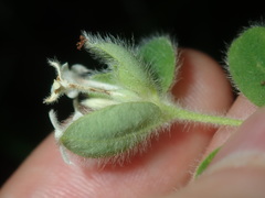 Pimelea altior
