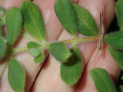 Pimelea altior