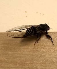 Popplepsalta notialis