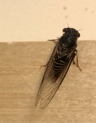 Popplepsalta notialis