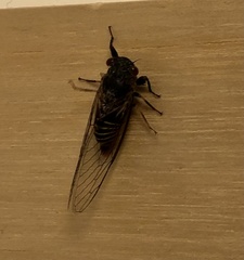 Popplepsalta notialis