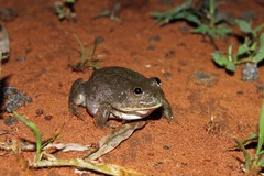 Ranoidea platycephala