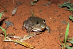 Ranoidea platycephala