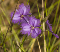 Thysanotus tuberosus parviflorus