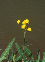 Sonchus aquatilis