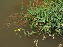 Sonchus aquatilis