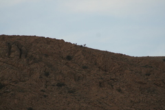 Ovis gmelini gmelini