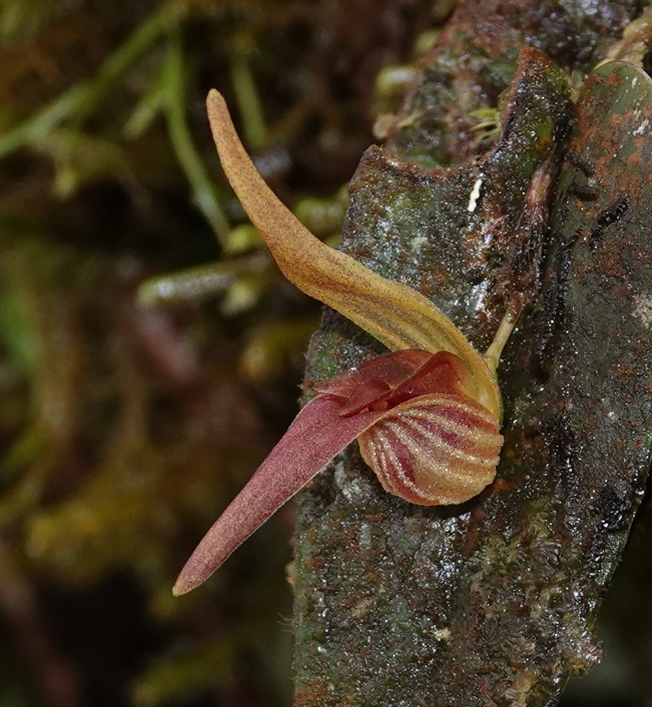 Pleurothallis nossax