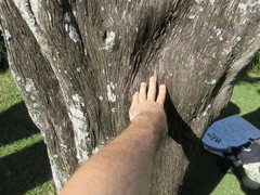 Juniperus bermudiana