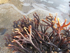 Ahnfeltiopsis linearis