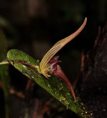 Pleurothallis nossax
