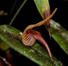 Pleurothallis nossax