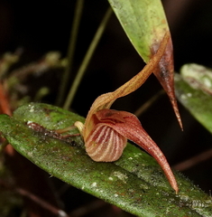 Pleurothallis nossax