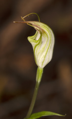 Pterostylis atrans
