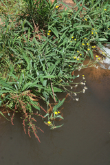 Sonchus aquatilis