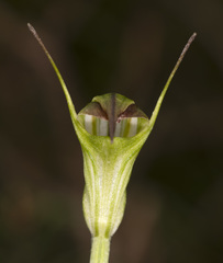 Pterostylis atrans