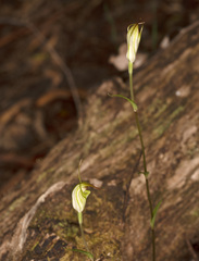 Pterostylis atrans