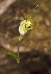Pterostylis atrans