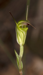 Pterostylis atrans