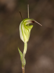 Pterostylis atrans