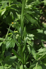 Senecio kolenatianus