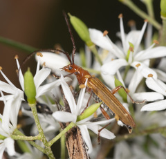 Stenoderus concolor