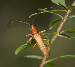 Stenoderus concolor