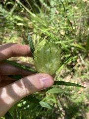Gomphocarpus fruticosus × physocarpus