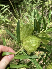 Gomphocarpus fruticosus × physocarpus