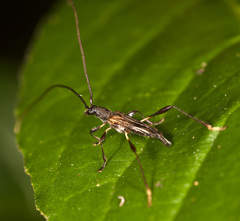 Mecynopus cothurnatus