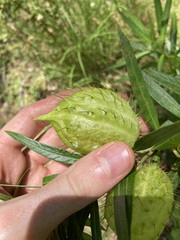 Gomphocarpus fruticosus × physocarpus
