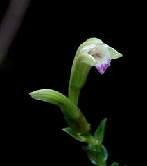 Psilochilus macrophyllus