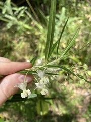 Gomphocarpus fruticosus × physocarpus