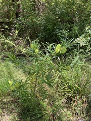 Gomphocarpus fruticosus × physocarpus
