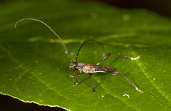 Mecynopus cothurnatus