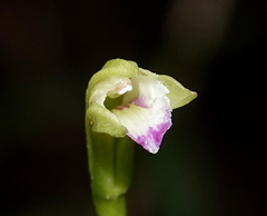 Psilochilus macrophyllus